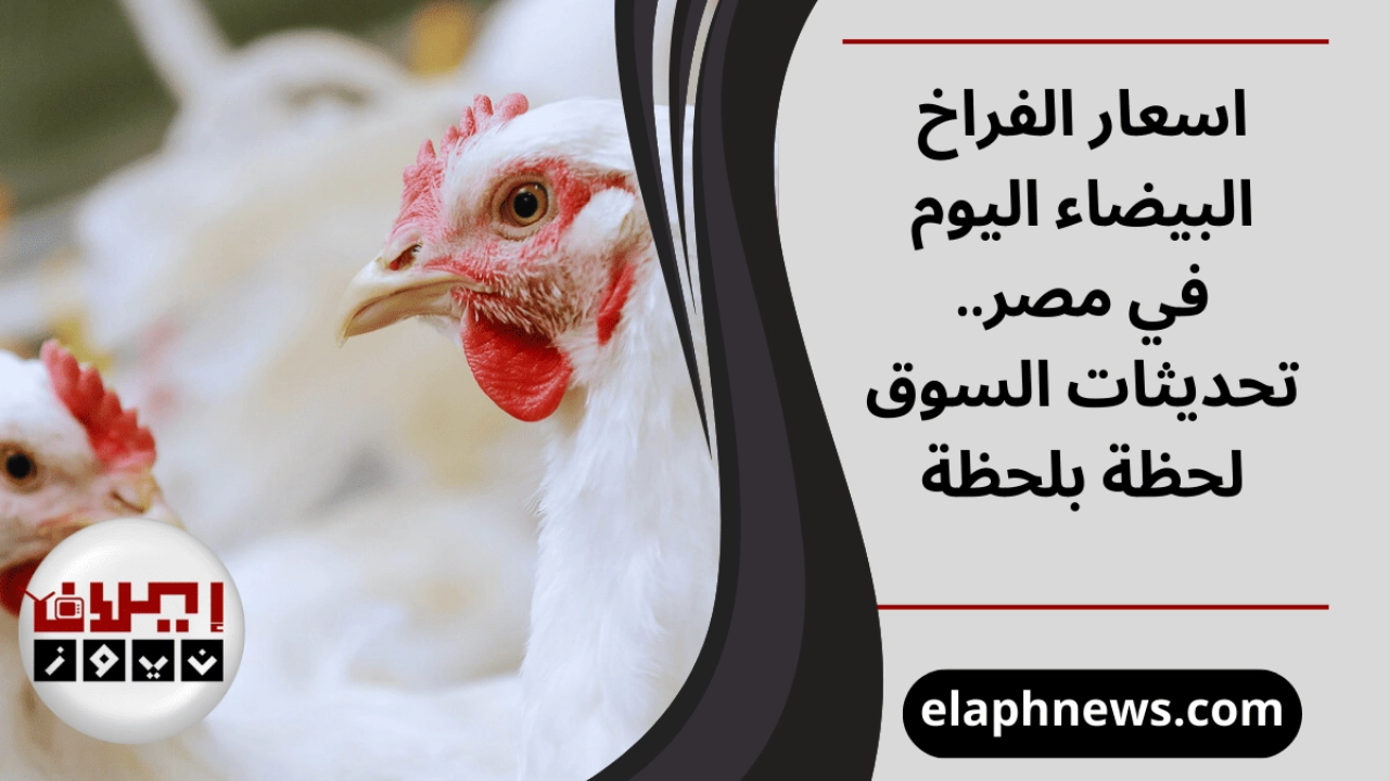 اسعار الفراخ البيضاء اليوم