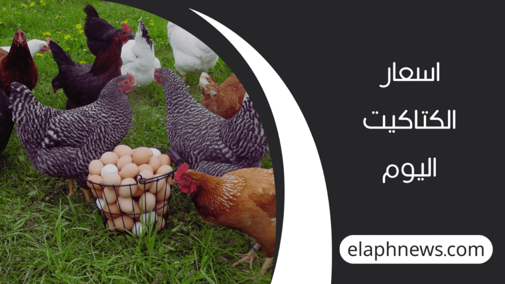 اسعار-الفراخ-البيضاء-اليوم-2-1-1280x720-1-1024x576 اسعار الفراخ البيضاء اليوم في مصر.. تحديثات السوق لحظة بلحظة