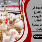 أسعار الفراخ البيضاء اليوم