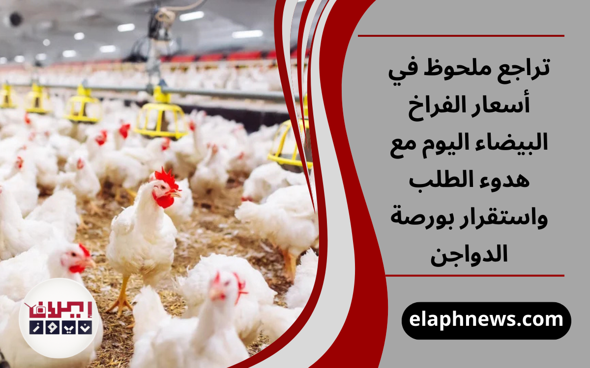أسعار الفراخ البيضاء اليوم