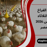 أسعار الفراخ اليوم الثلاثاء 10 مارس 2026 في مصر
