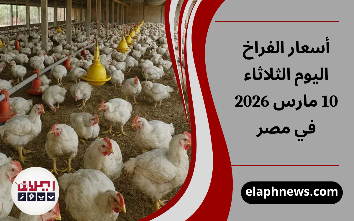 أسعار الفراخ اليوم الثلاثاء 10 مارس 2026 في مصر