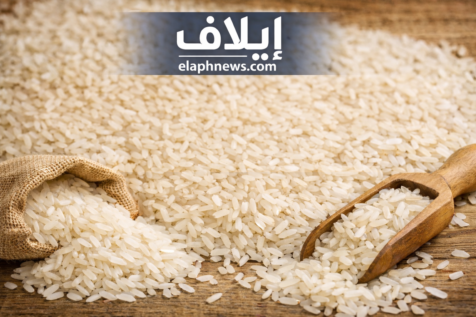 أسعار الأرز اليوم