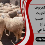 سعر الخروف في الكويت 2026 حسب أنواع الأضاحي