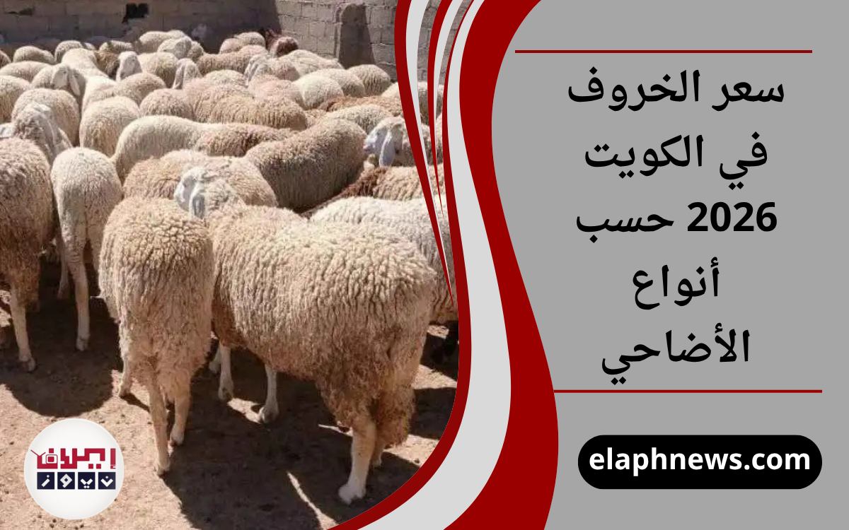 سعر الخروف في الكويت 2026 حسب أنواع الأضاحي