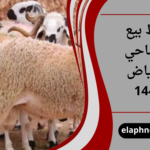 نقاط بيع الاضاحي بالرياض 1447